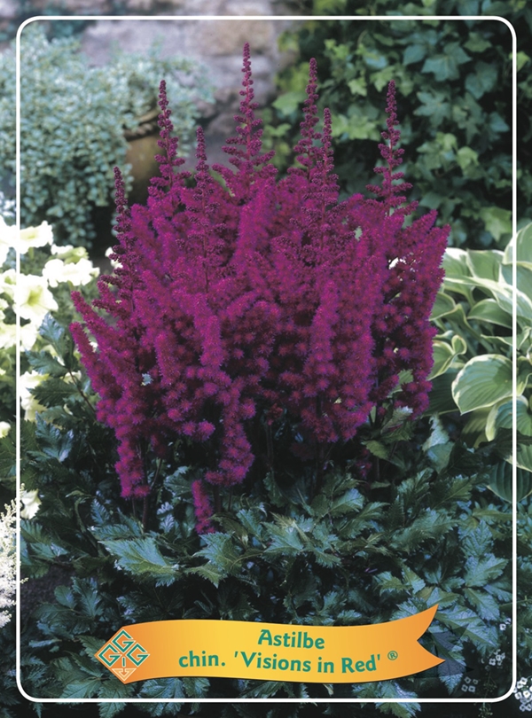 Picture of Astilbe mix 6x10 srt. per shelve P11