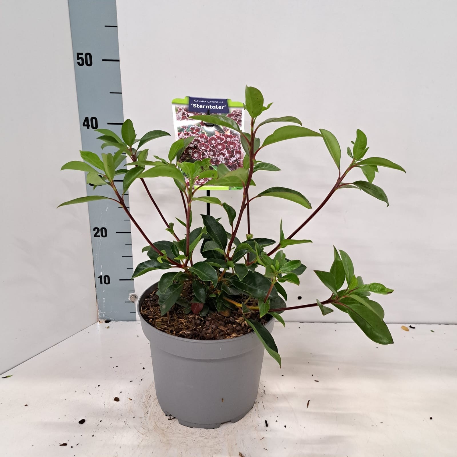 Kalmia latifolia 'Sterntaler'