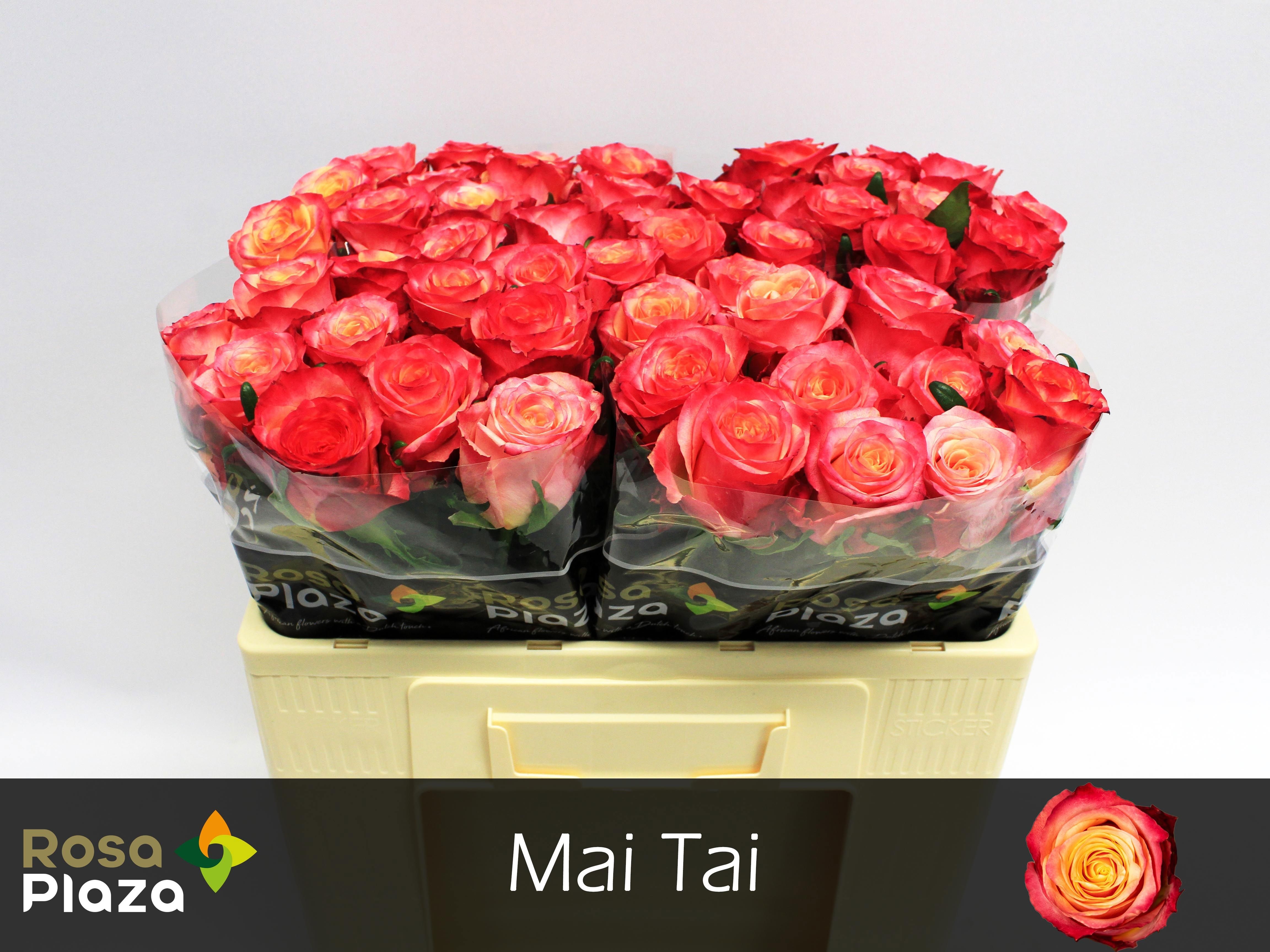 R Gr Mai Tai