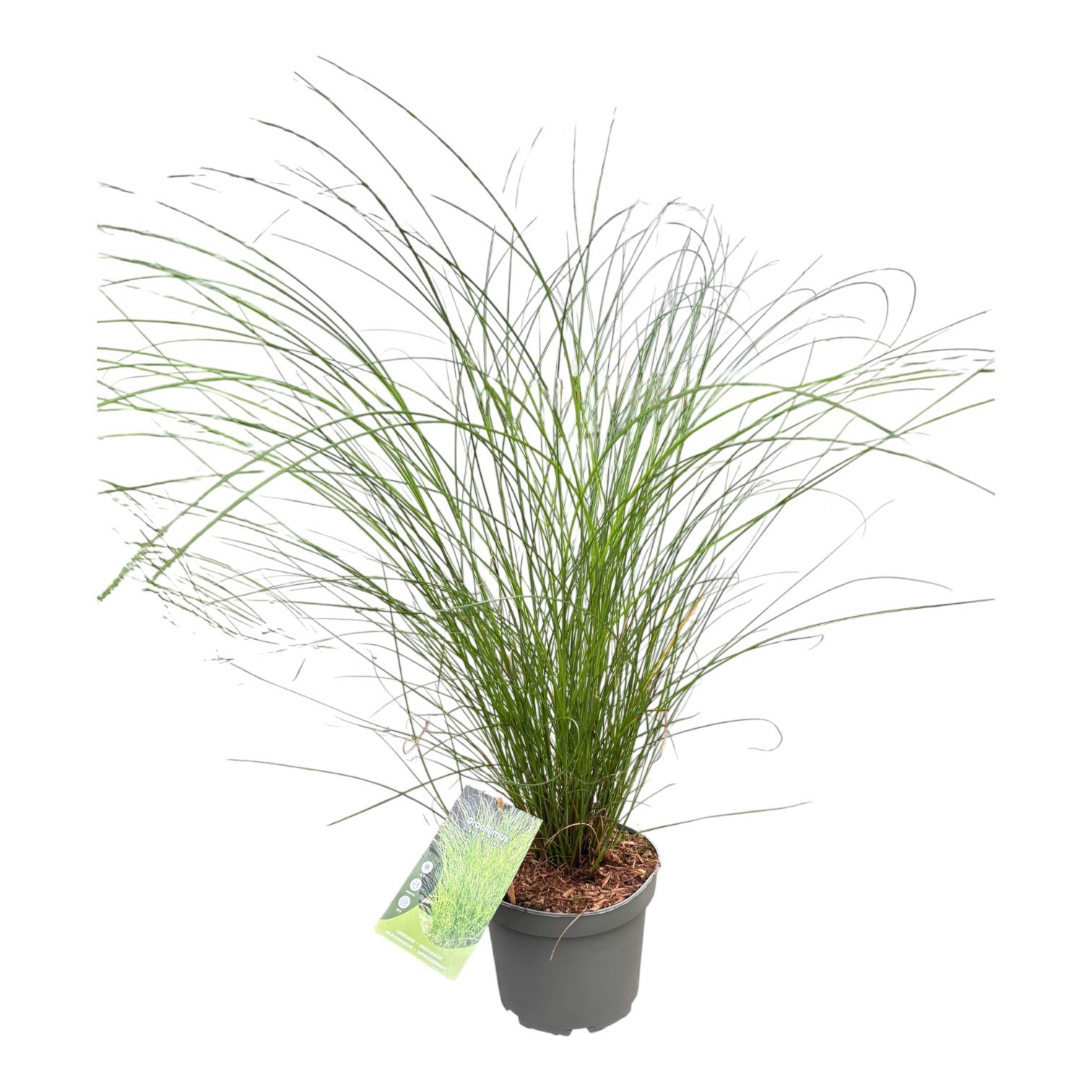 Miscanthus sinensis 'Gracillimus'