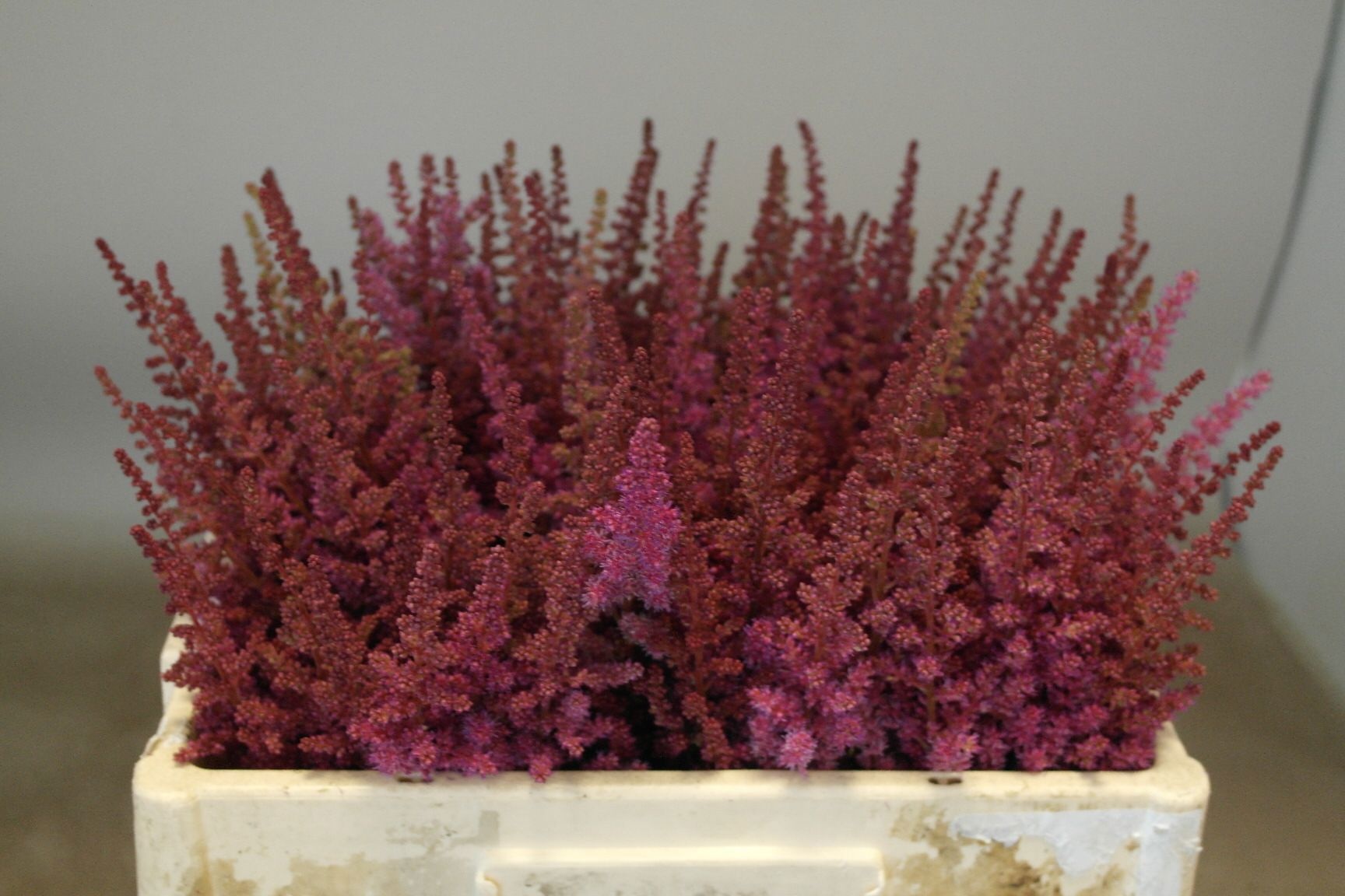 Astilbe Maggie Daley 50cm