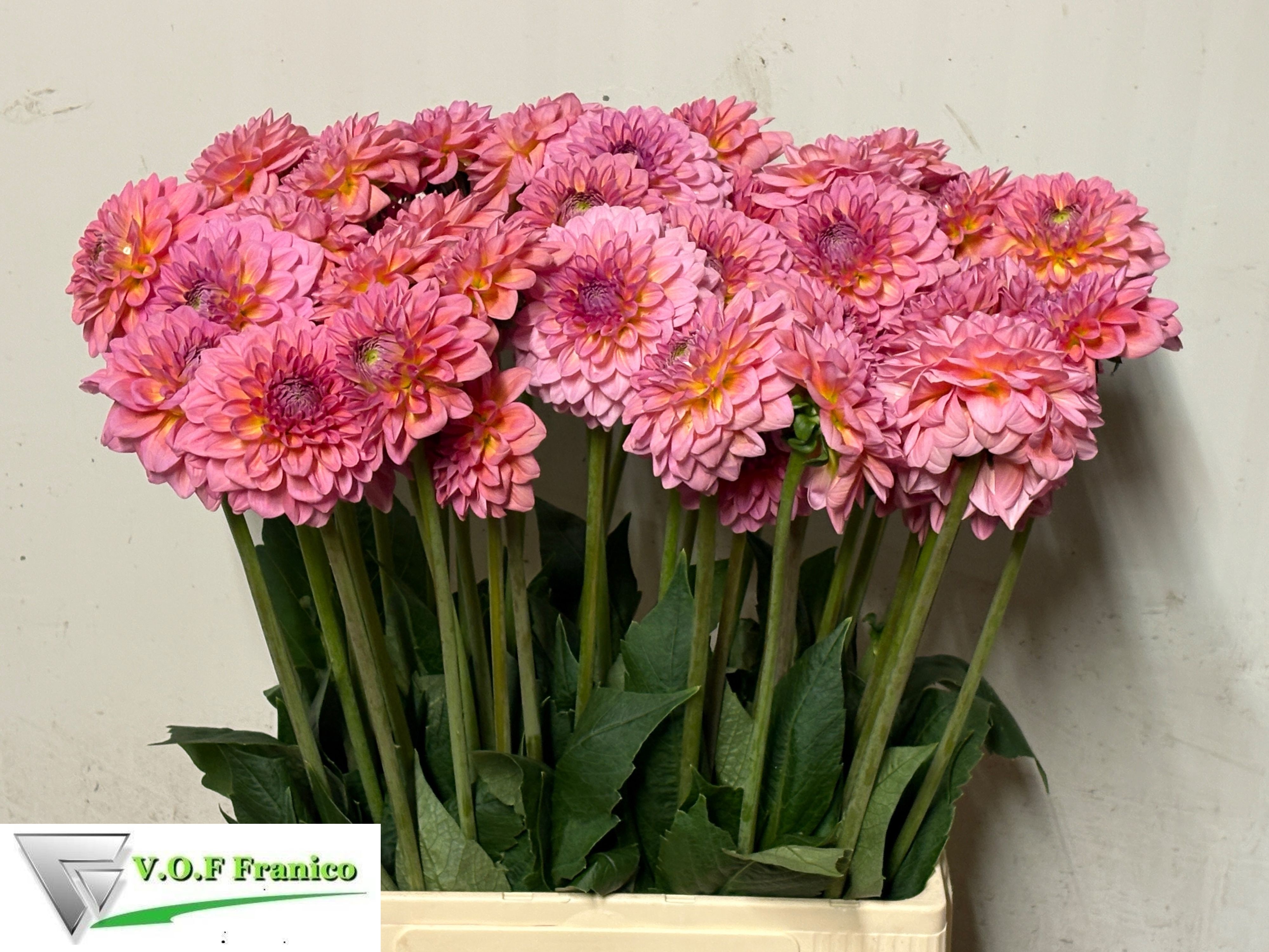 Dahl Dec Pink Runner