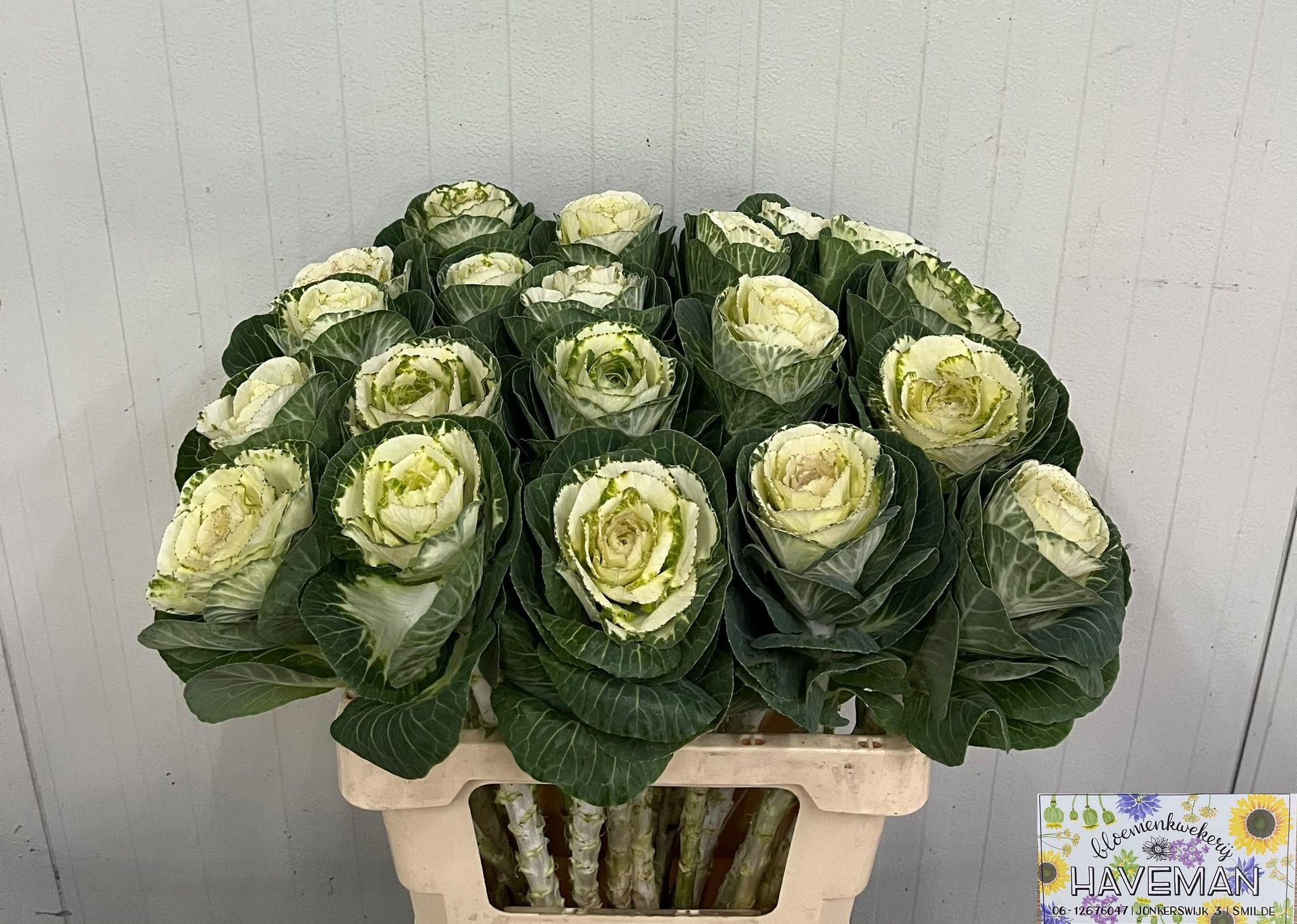 Brassica White Crane 60cm