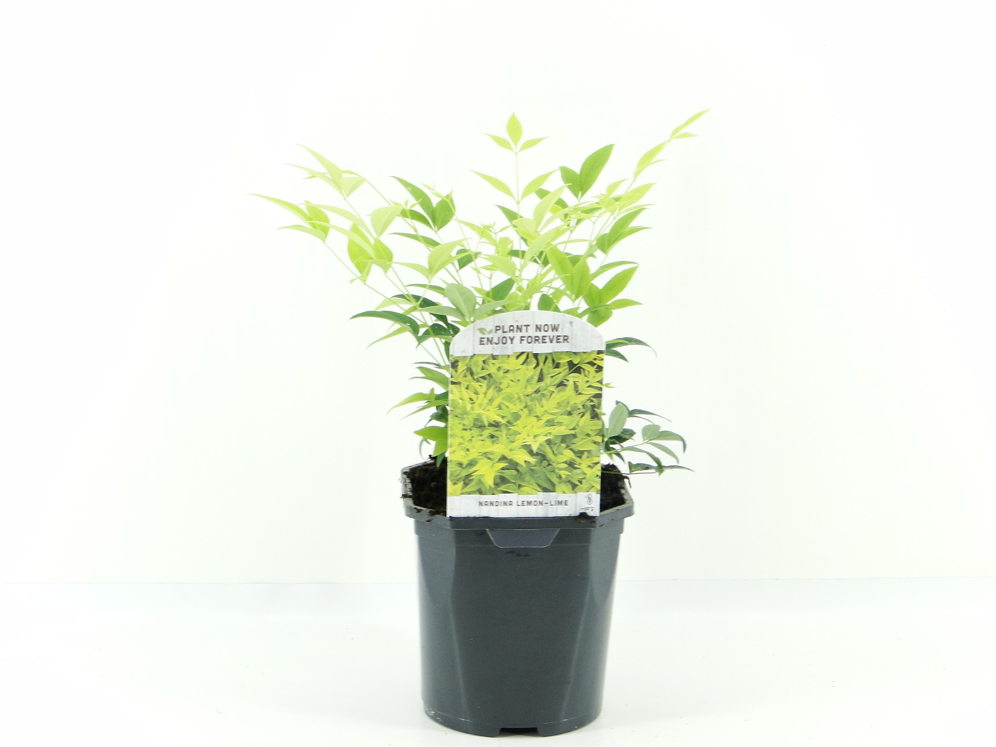 Picture of Nandina dom. Lemon Lime