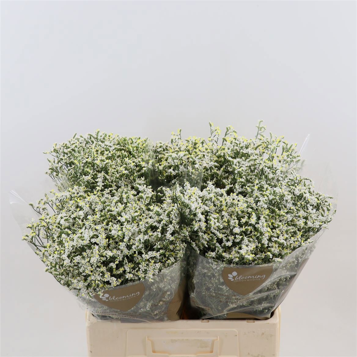 Limonium Sin China Whi 60cm 30gram