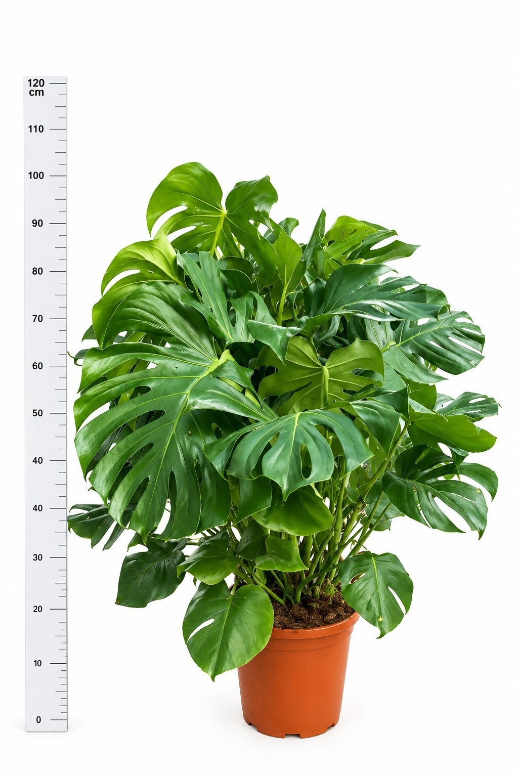 Monstera Deliciosa 40Ø 120cm
