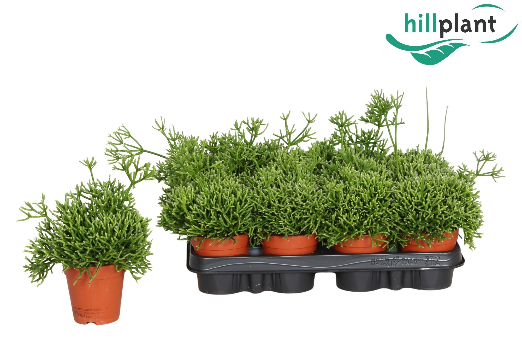 Rhipsalis Cereuscula 9P 15H