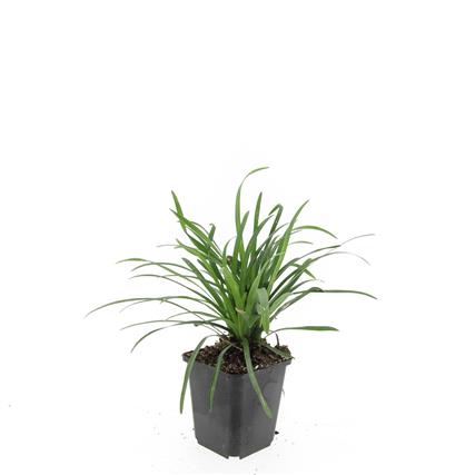 Picture of Liriope muscari Big Blue P9