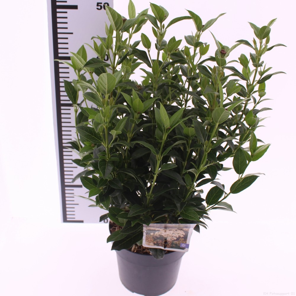 Picture of Viburnum tinus