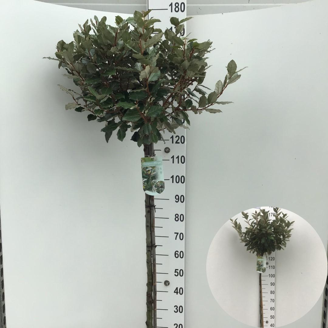 Picture of Elaeagnus ebbingei Compacta 120st P29 (10 Ltr) 120CM (LOOSE)