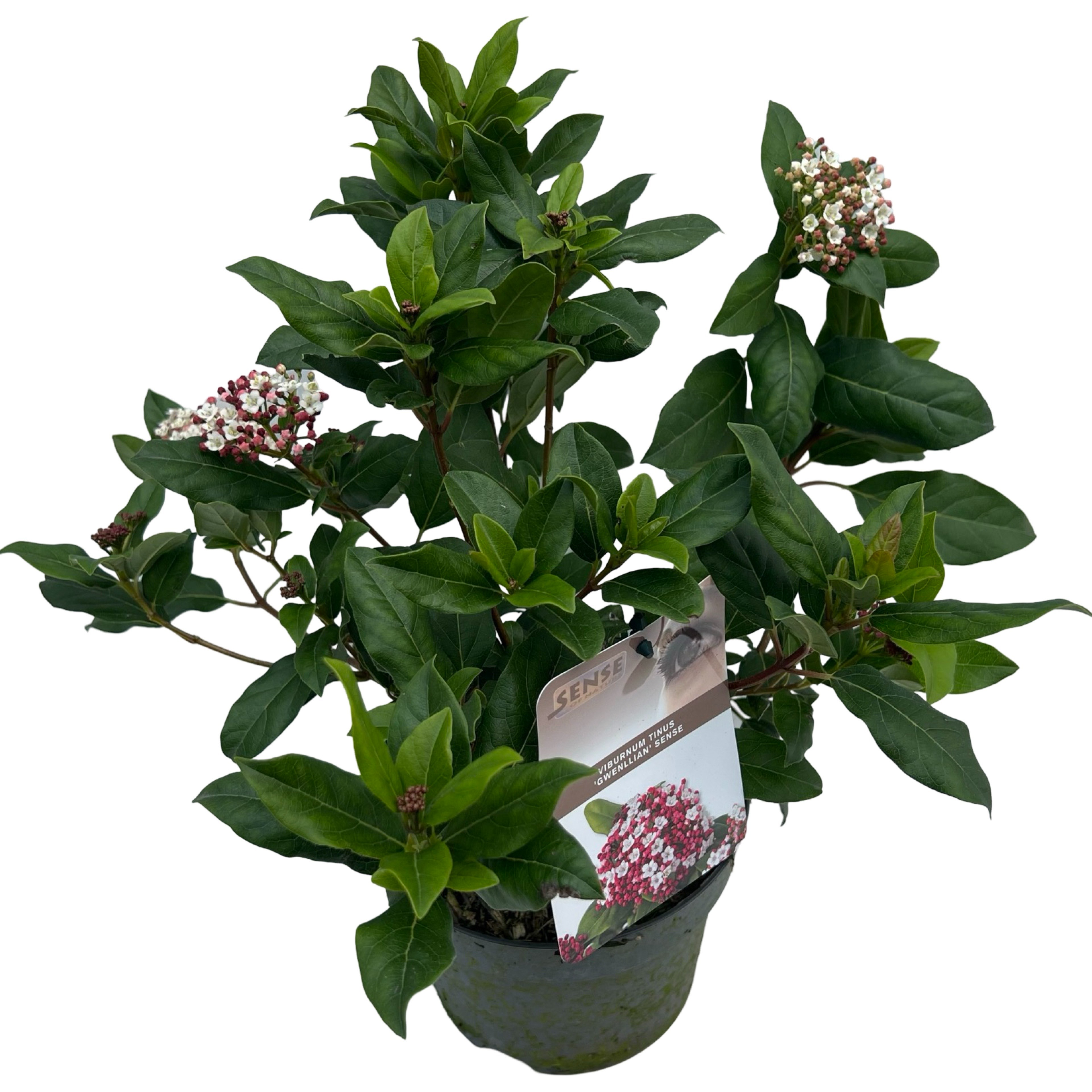 Picture of Viburnum tinus 'Gwenllian' sense