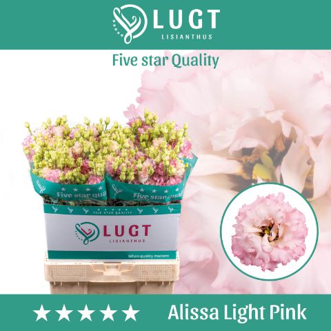 Eus G Alissa Ligh Pi