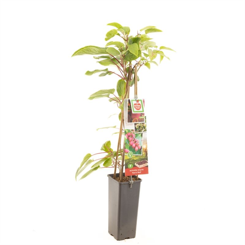 Actinidia arguta 'Ken's Red'