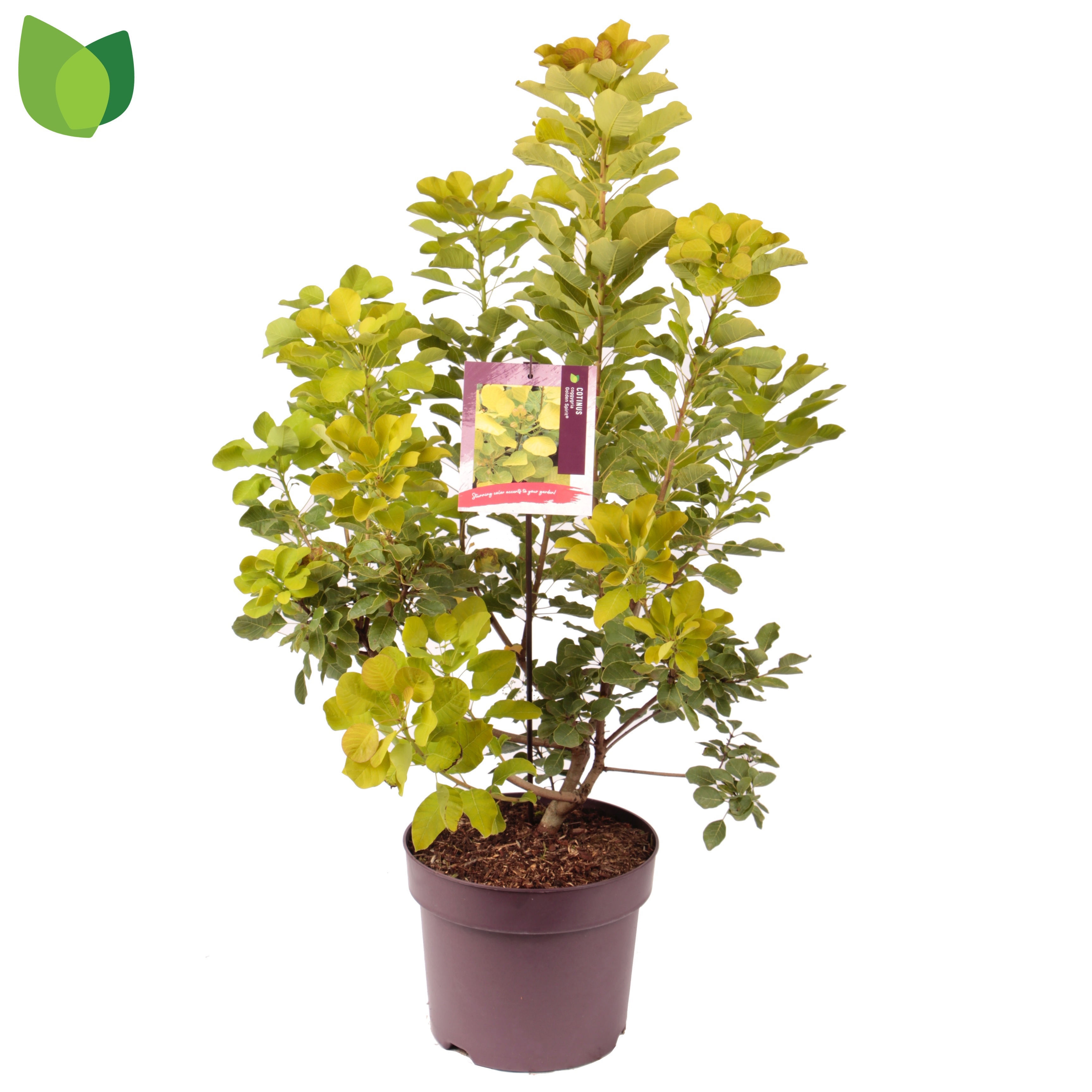 Coti Co Golden Spiri
