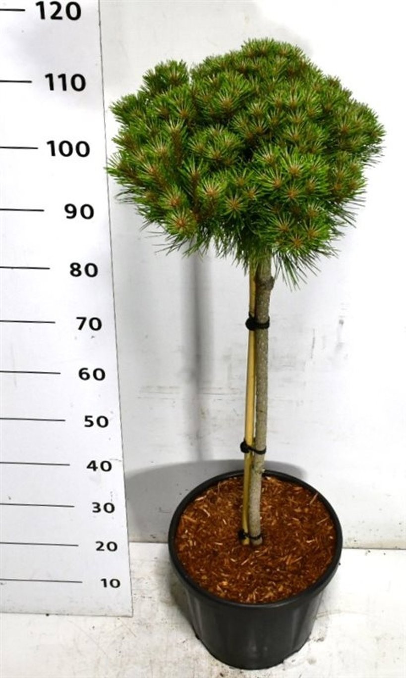 Pinus 'Marie Brégeon'