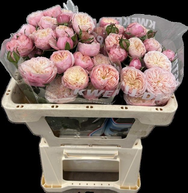 郵送買取 新品5台以上送料無料キャンペーン中！！  BLUSH ROYAL TR R Blush Royal spray Rosa | Rozen | Roses その他