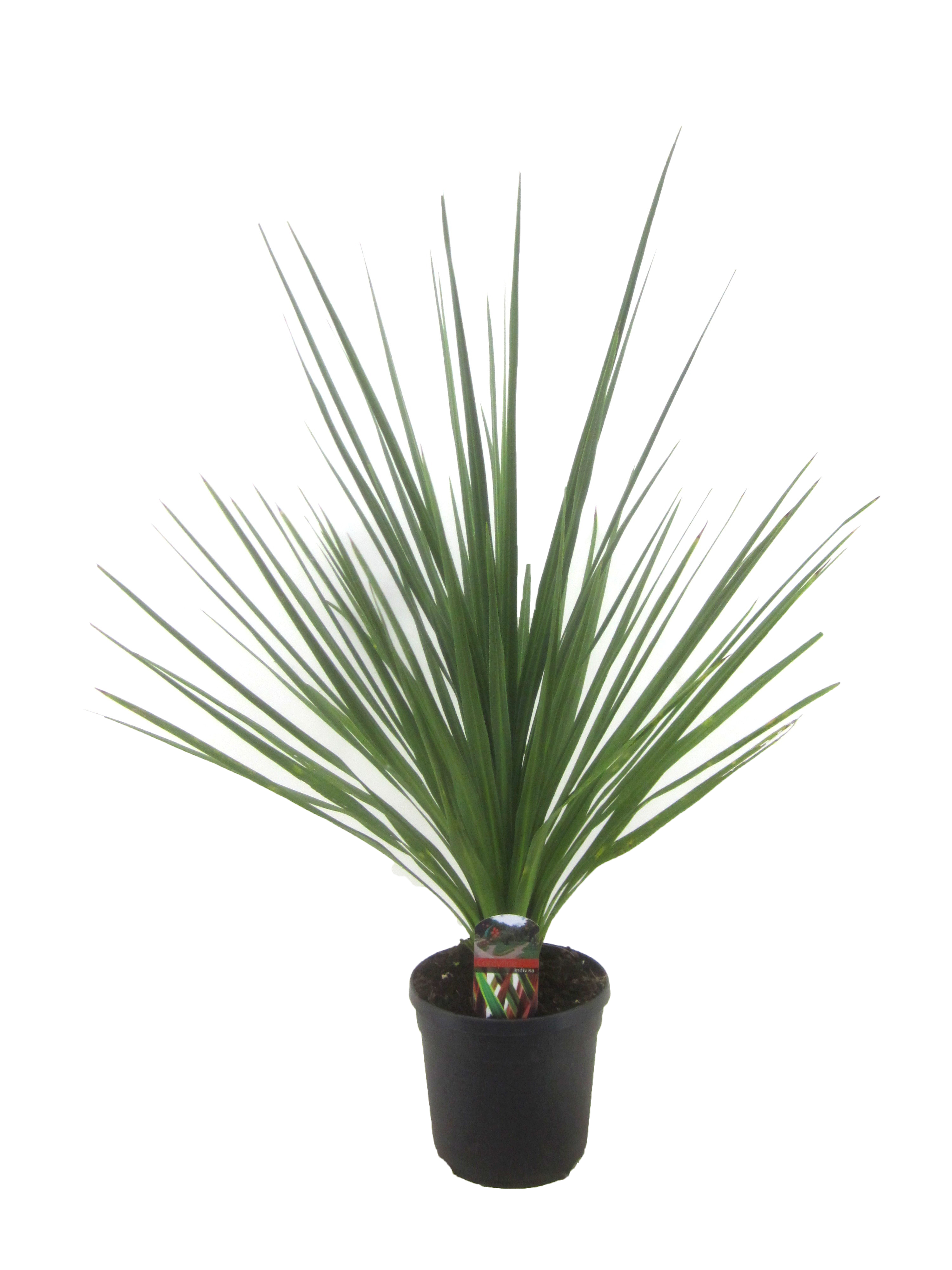 Picture of Cordyline indivisa P19 120CM