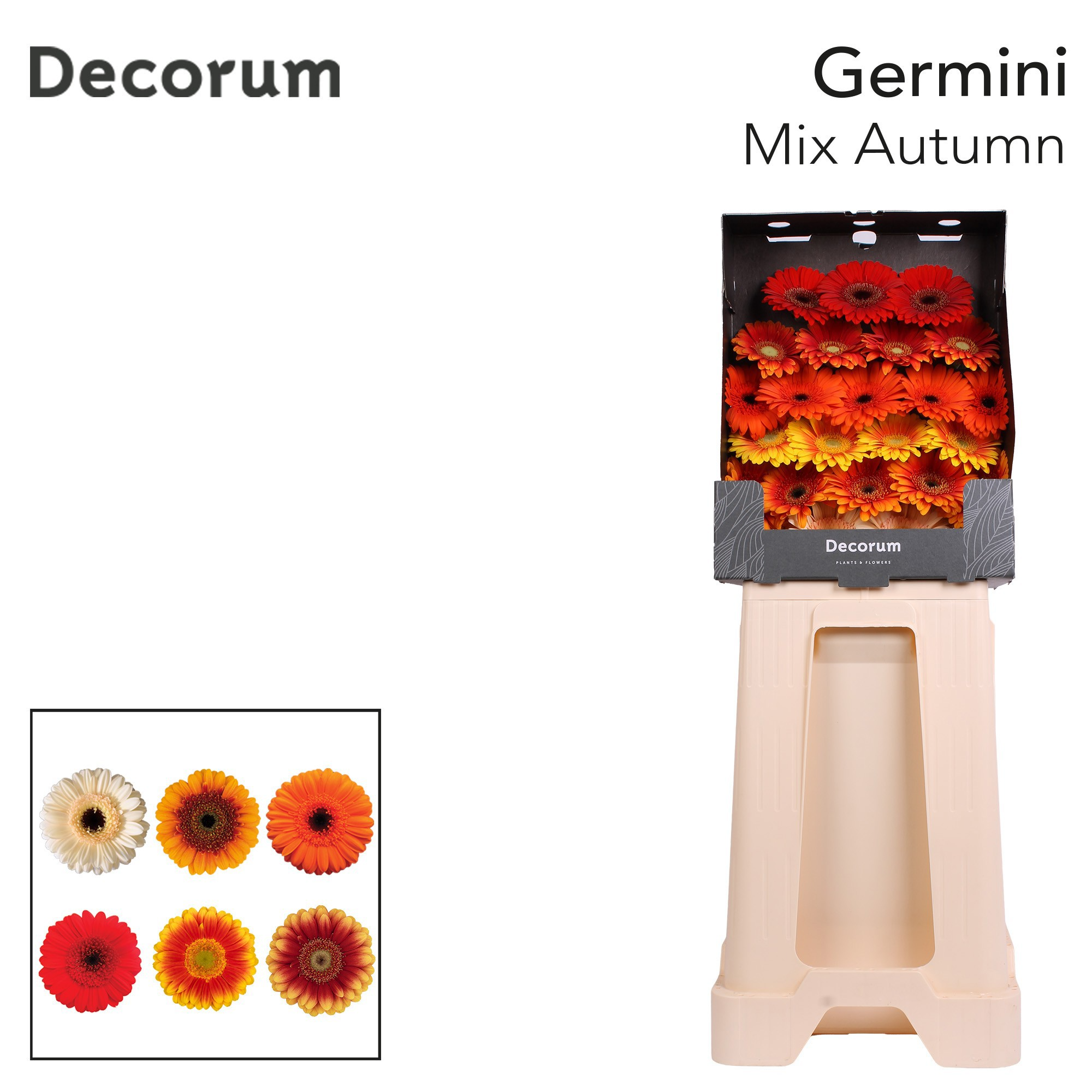 Ge Mi Gem