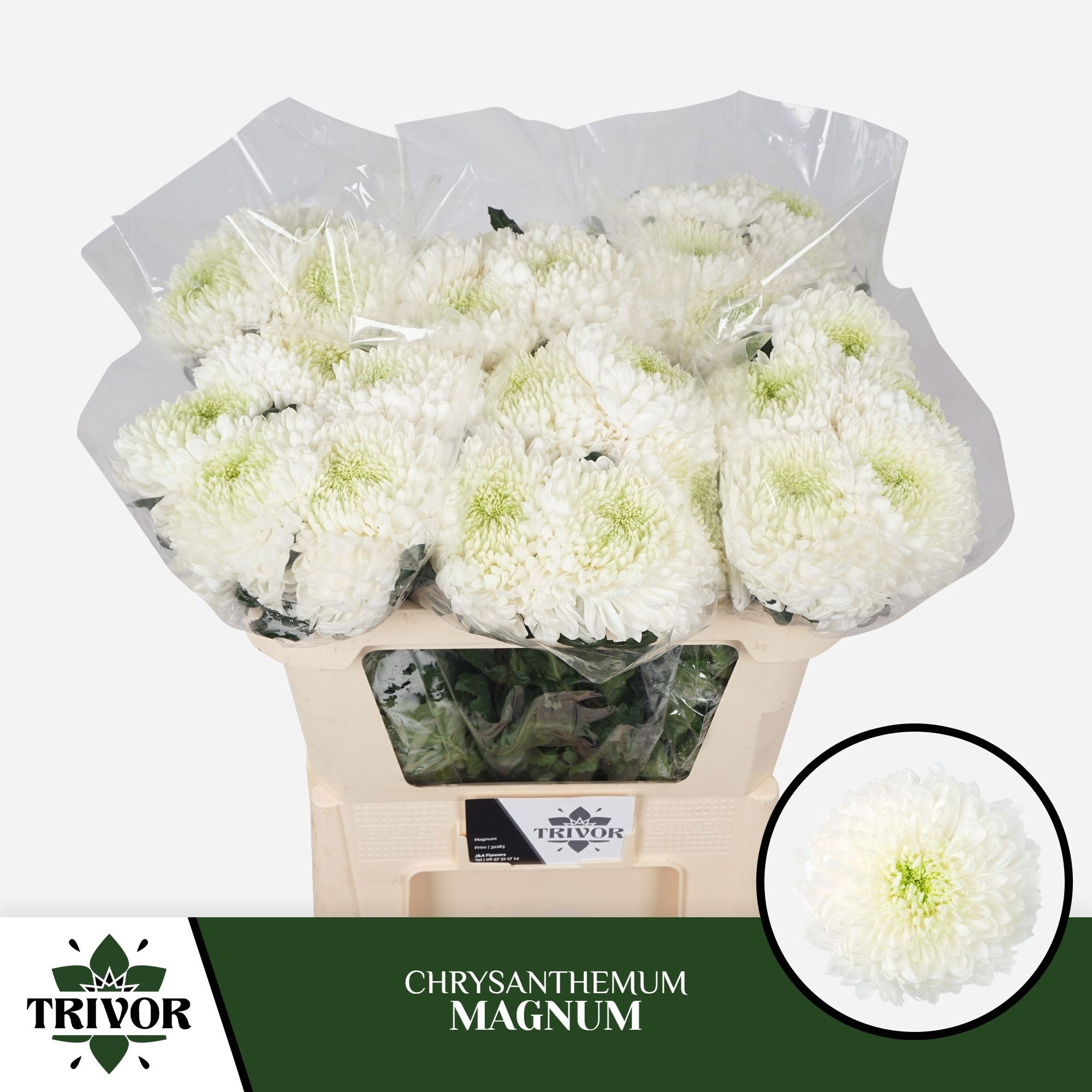 Chrys Single Magnum 70cm 100gram