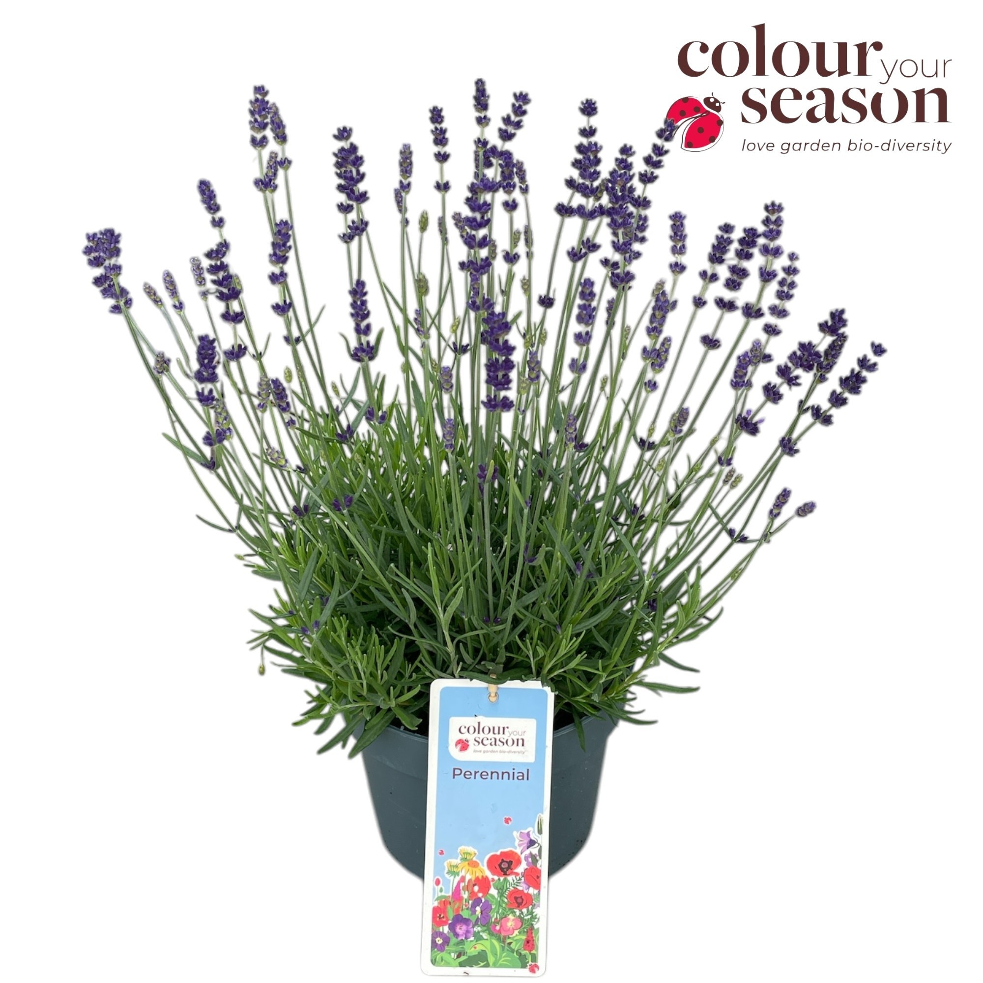 Lavandula angustifolia 'Hidcote'