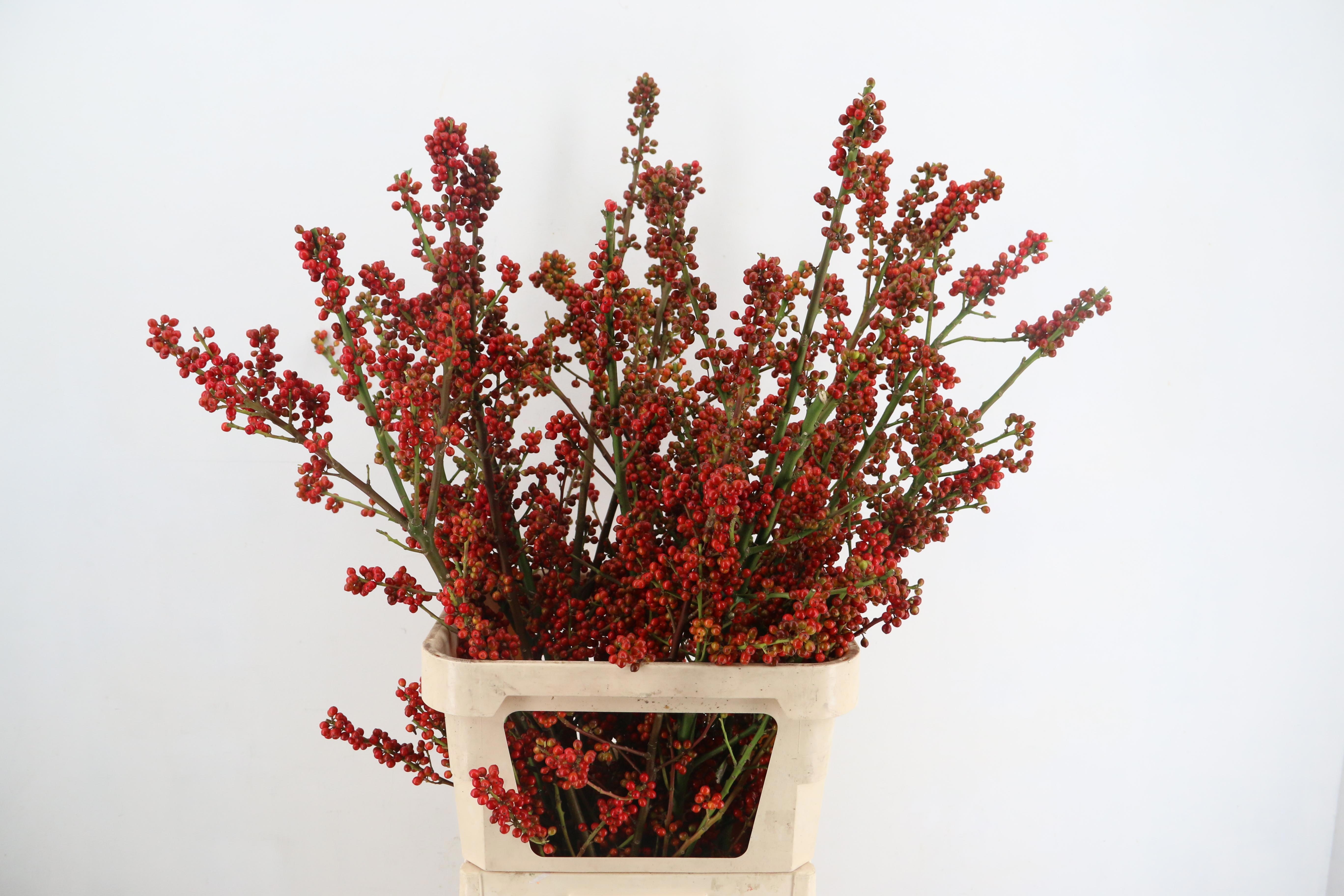 Snijbloemen Ov 100L.cm 13bloei