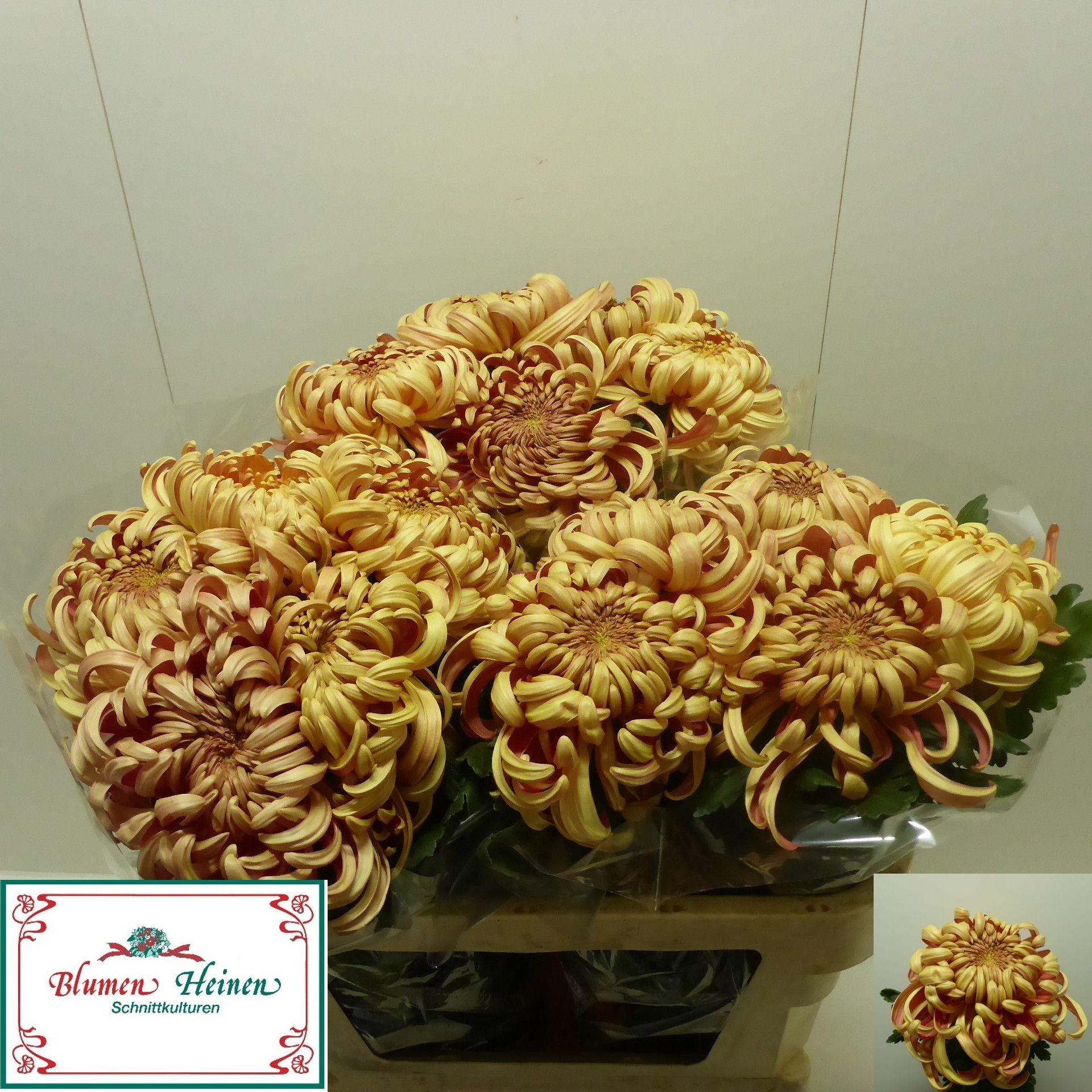 Chrys Single Vienna Copper 70cm 110gram