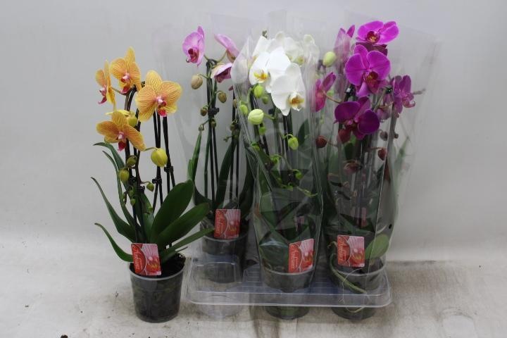 Phal El Cascade 12P 45H 2TAK 16bloem 12bloei