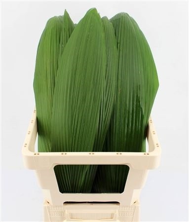 Groot Blad 80cm