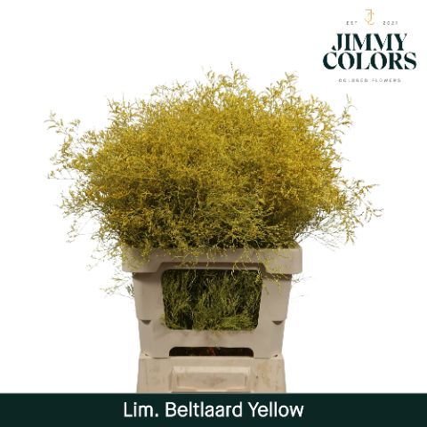 Lim Bel L70 Yellow