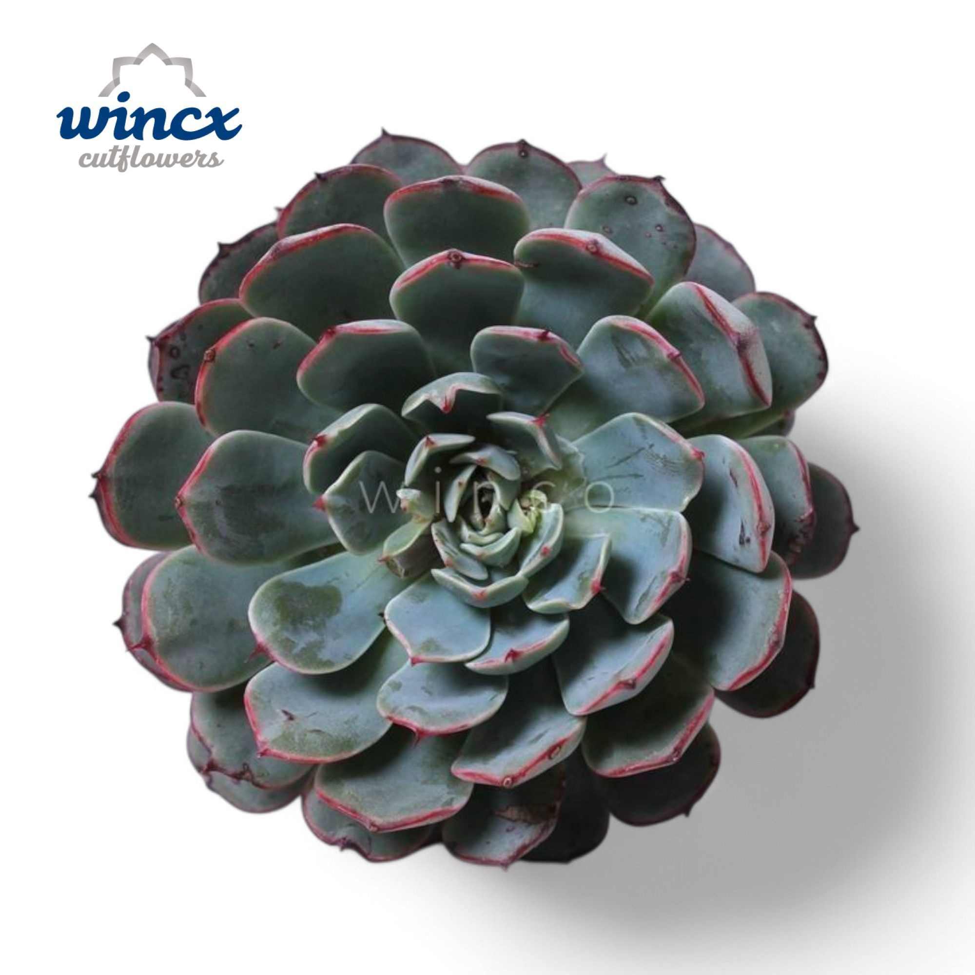 Echeveria Minima Ssp. Cutflower