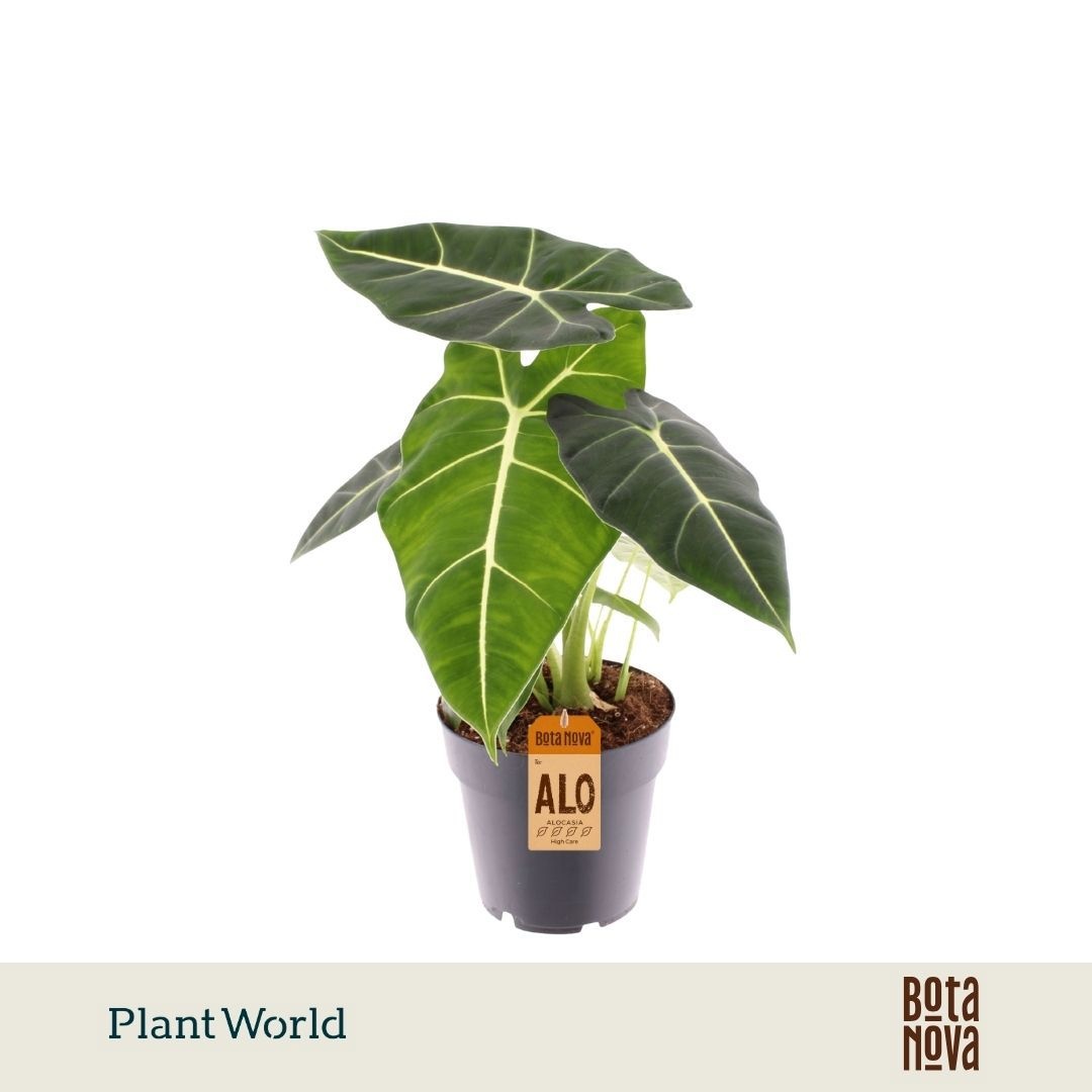 Alocasia Frydek