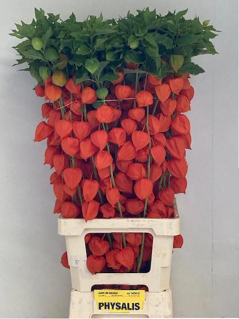 Physalis 90cm