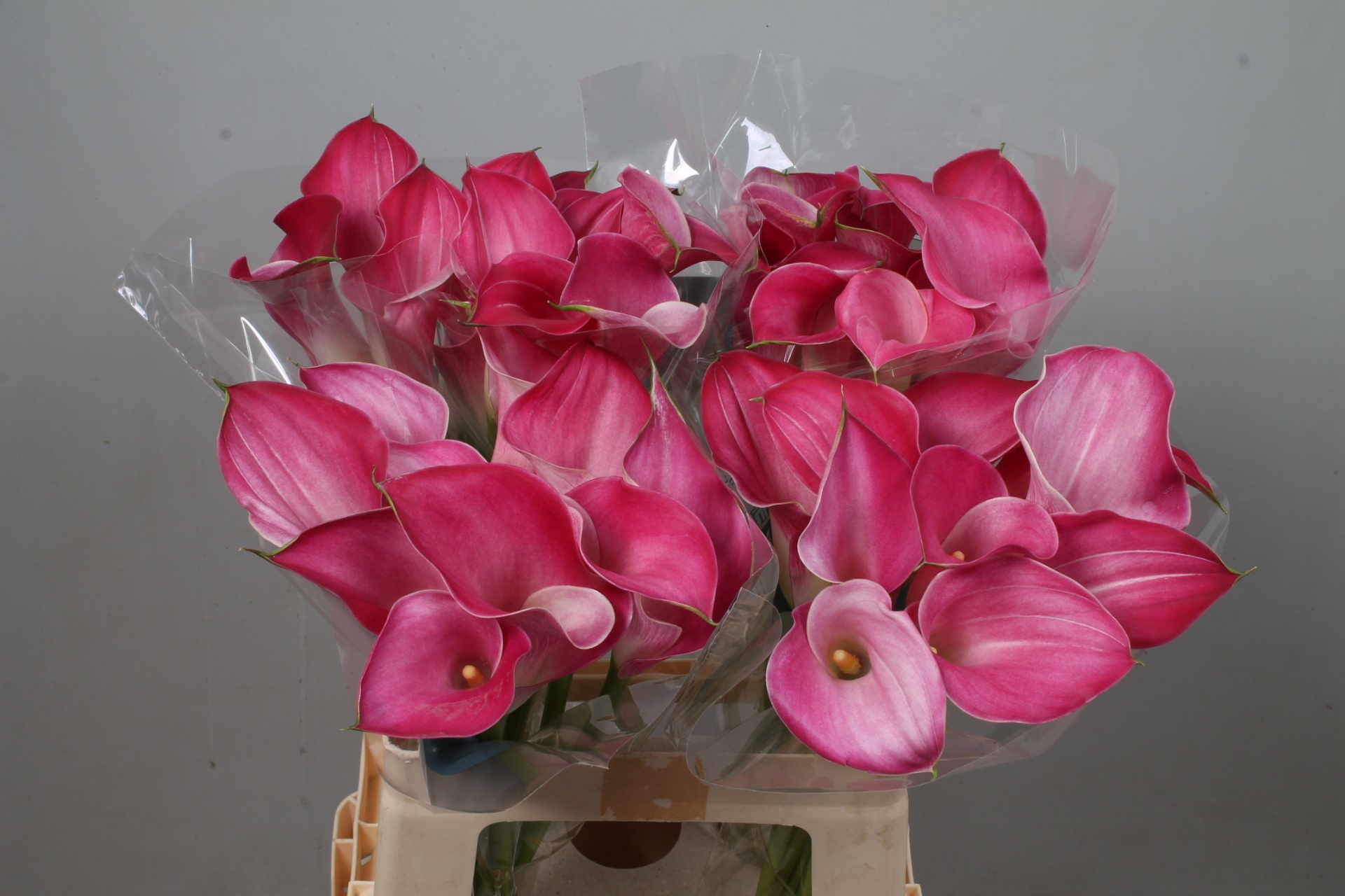 Calla Pink Jewel 60cm