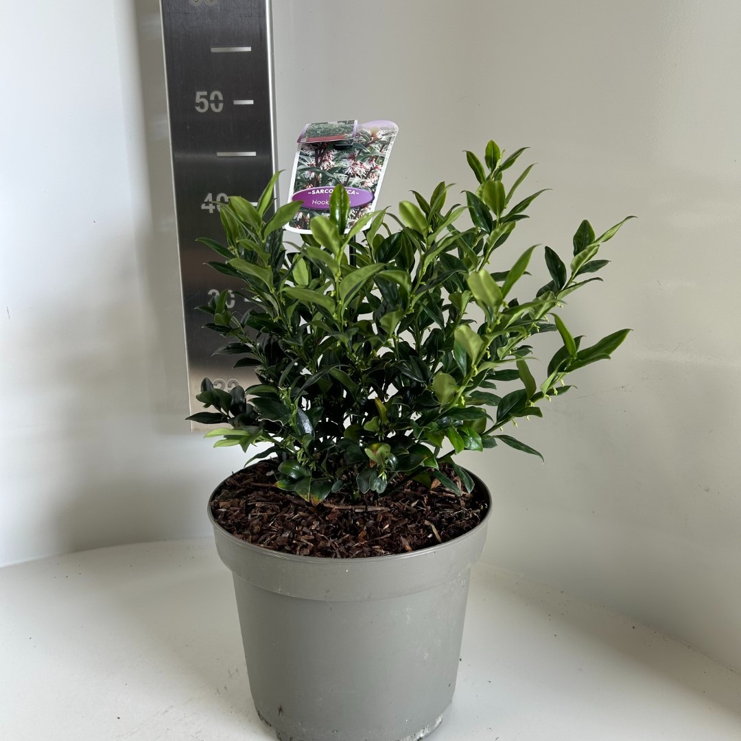 Picture of Sarcococca hookeriana P23 (5 Ltr) (LOOSE)