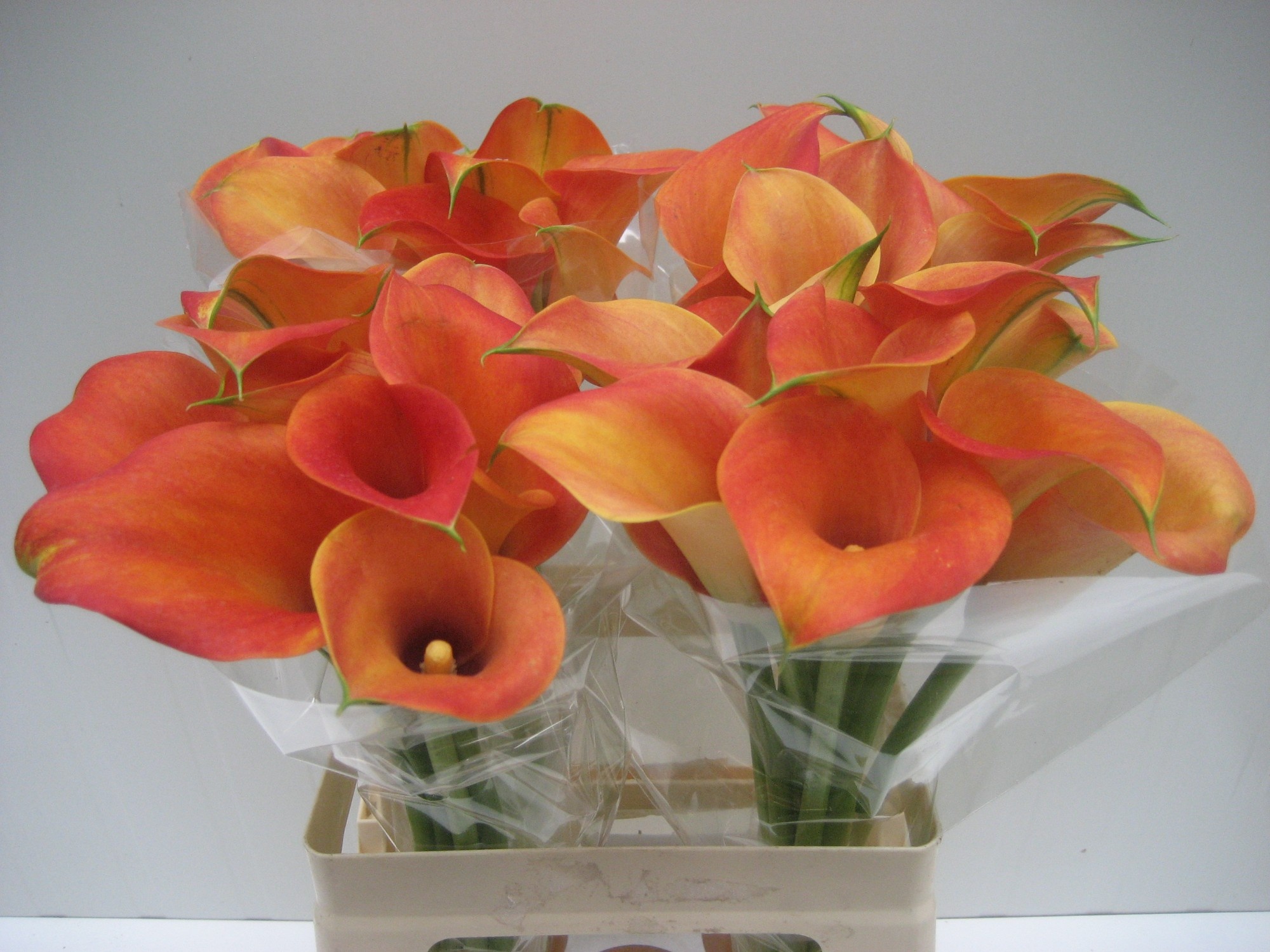 Calla Captain Brunello 60cm