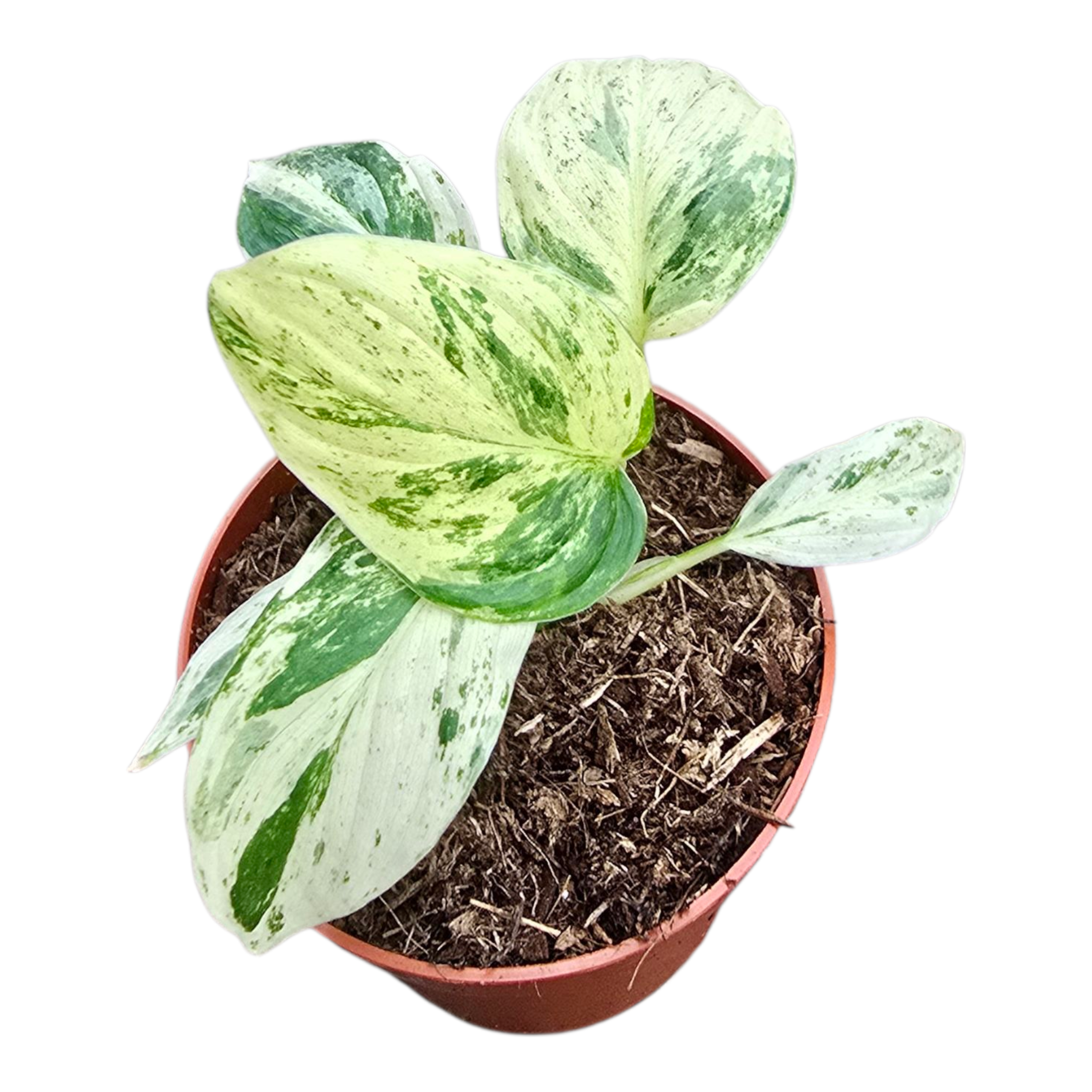 Homalomena rub. 'Maggy' Rubescens Variegata Mint | OZ Planten