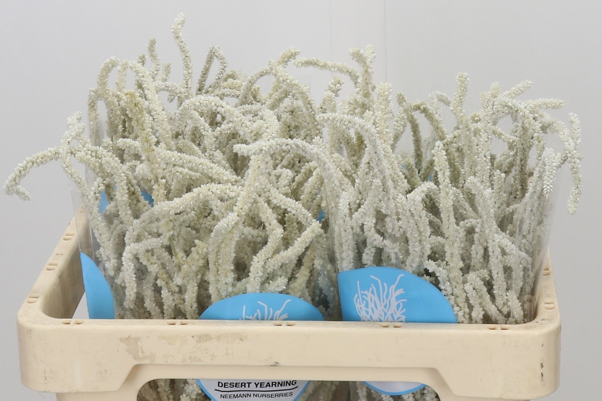 Amaranthus Yearming Desert 50cm