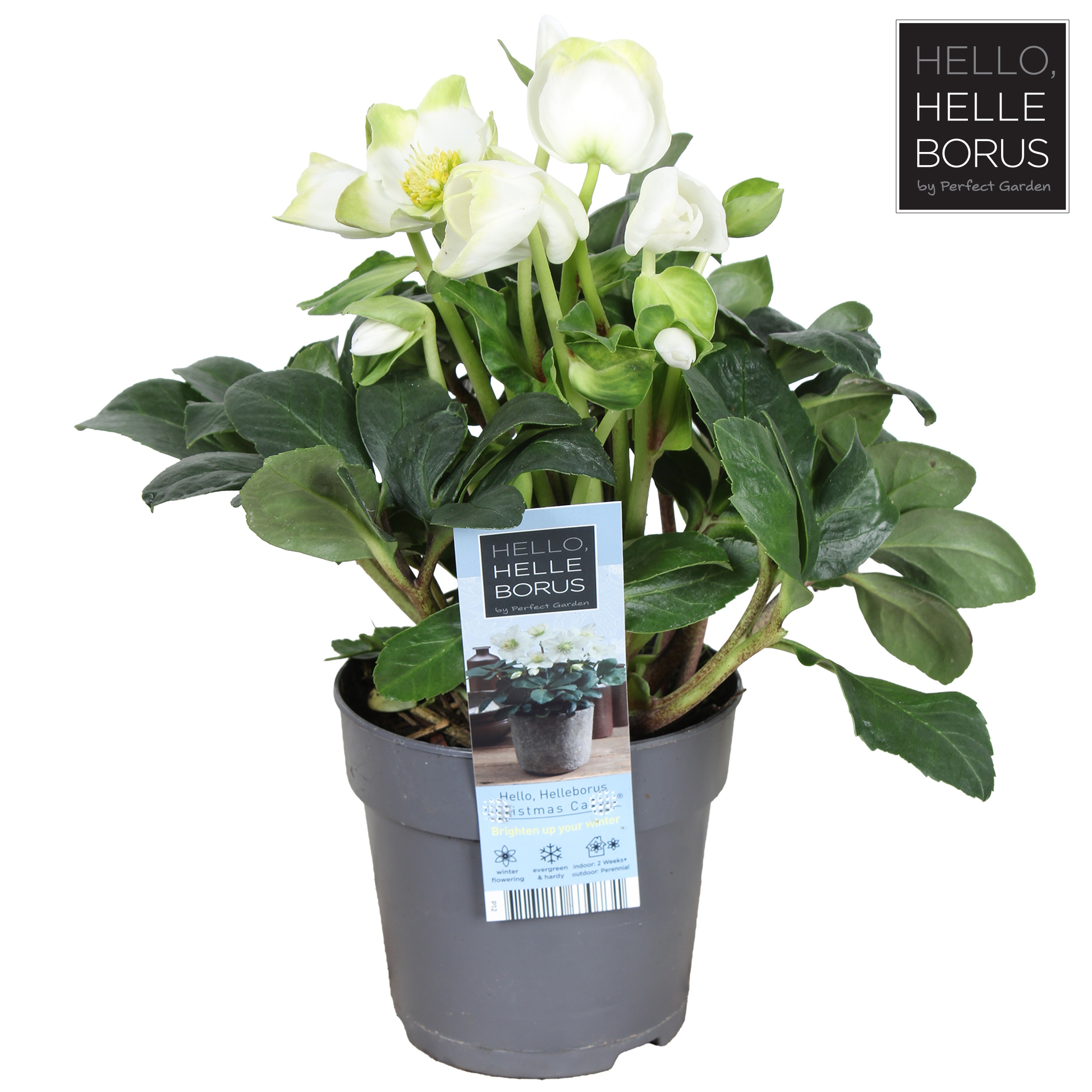 Helleborus niger 'Christmas Carol' l