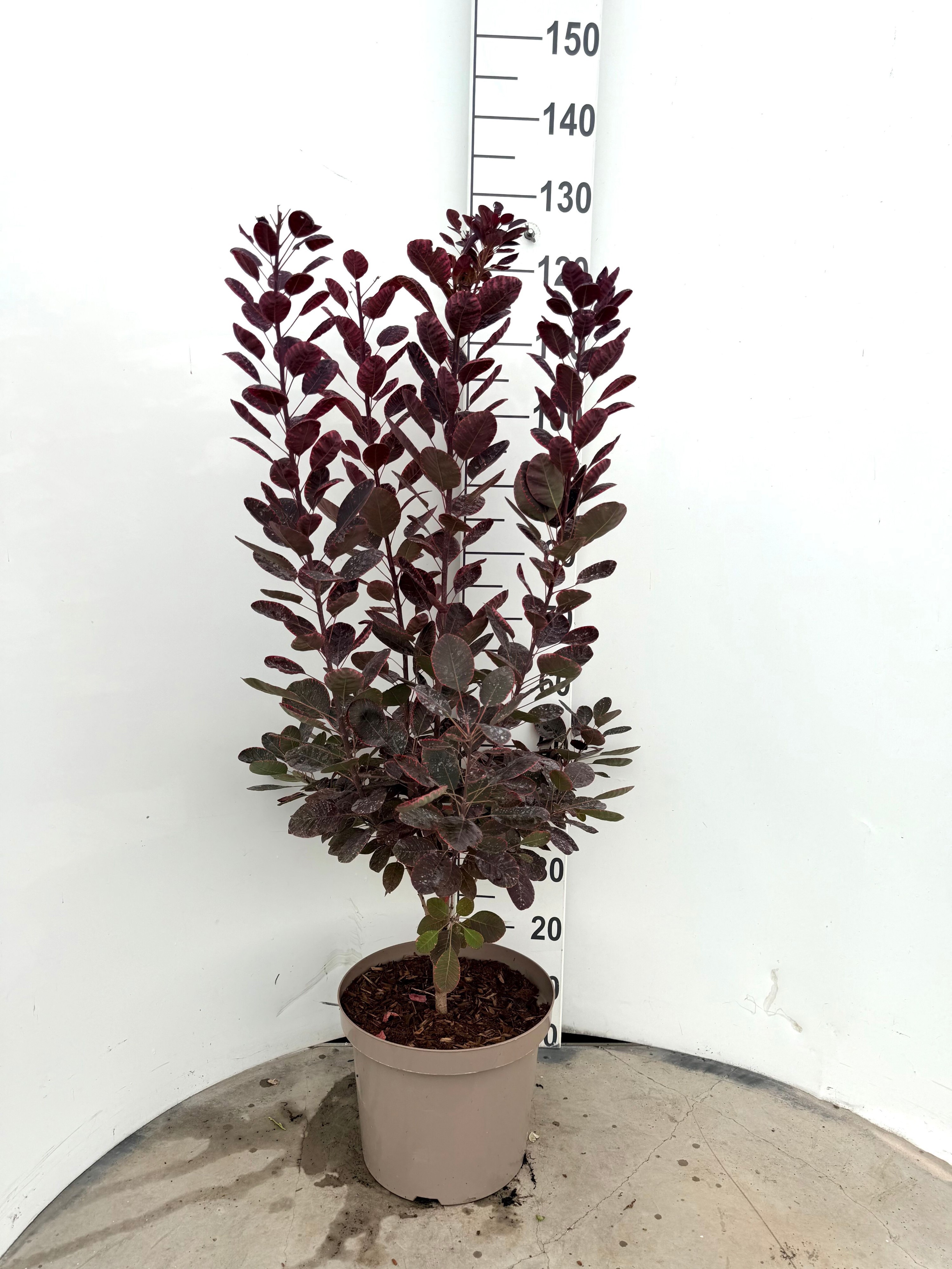 Cotinus coggygria 'Royal Purple'