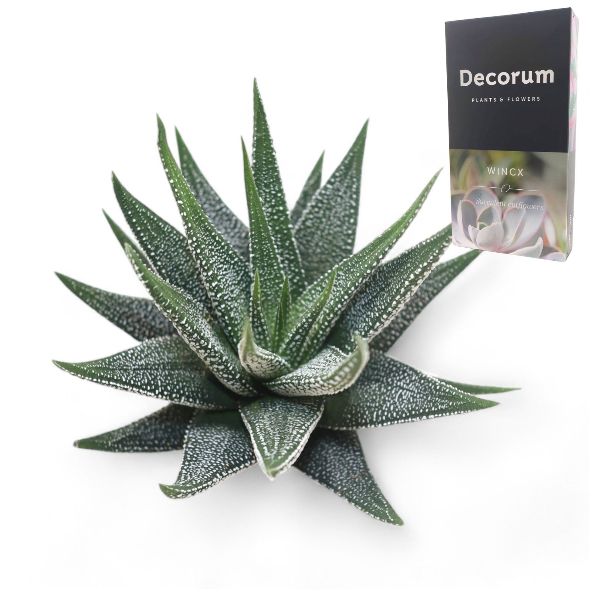 Haworthia Concolor Cutflower