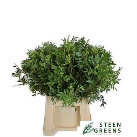 Pistacia Leaves Per Bunch 40cm
