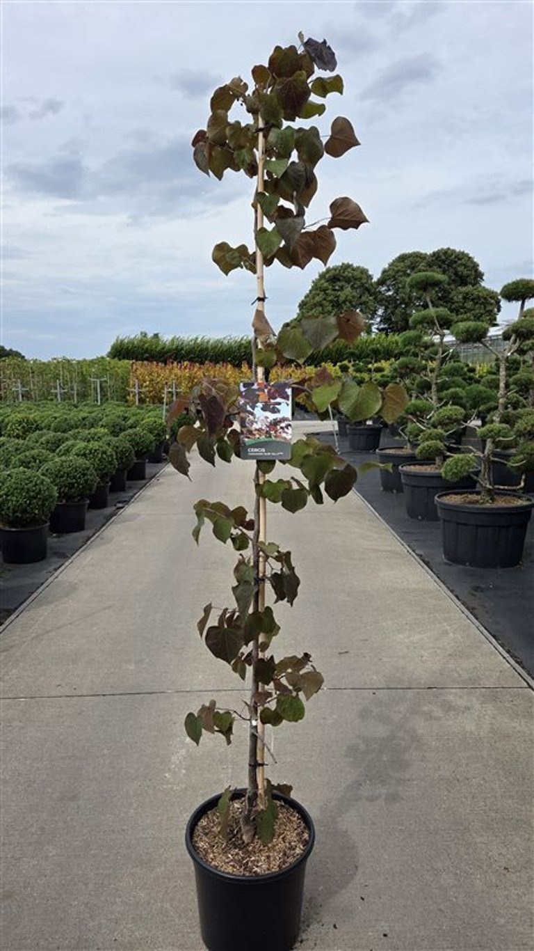 Cercis canadensis 'Ruby Falls'