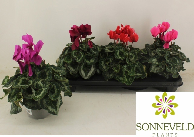 Cyclamen Mix Super Rainier 13Ø 30cm