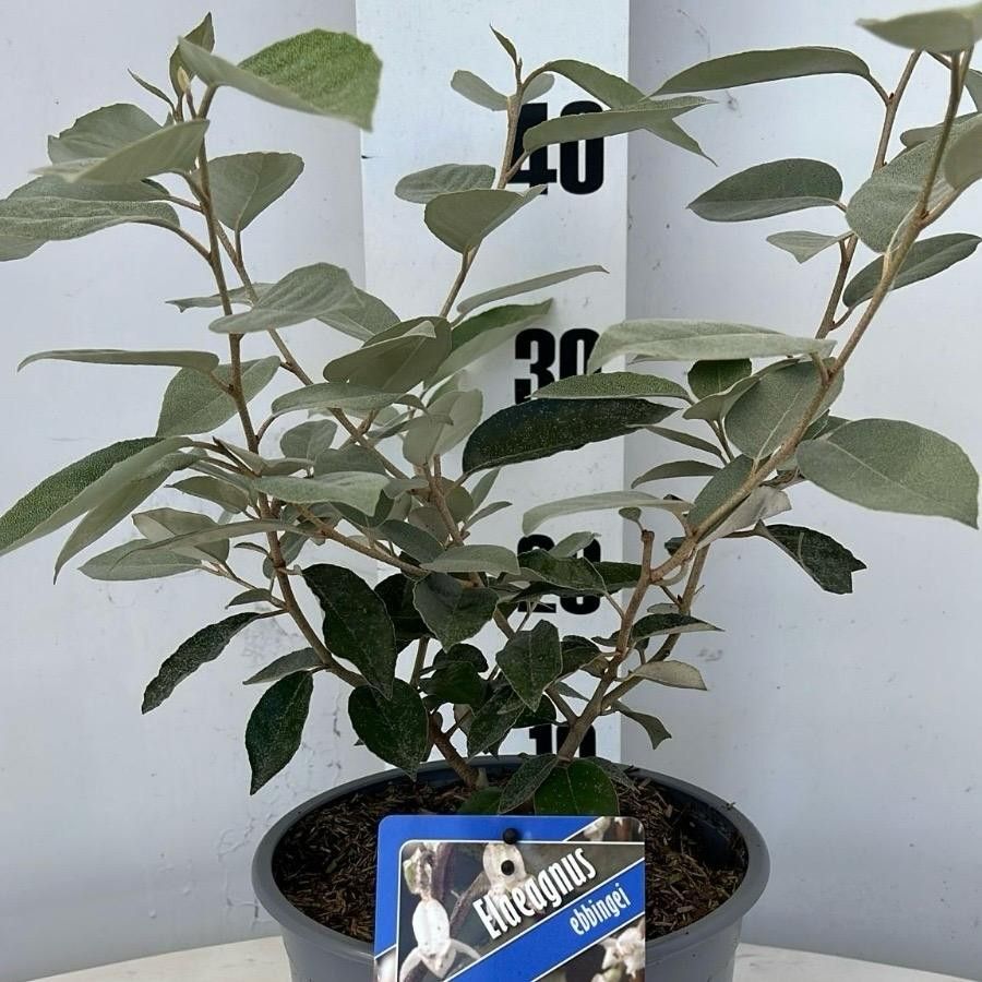 Picture of Elaeagnus ebbingei