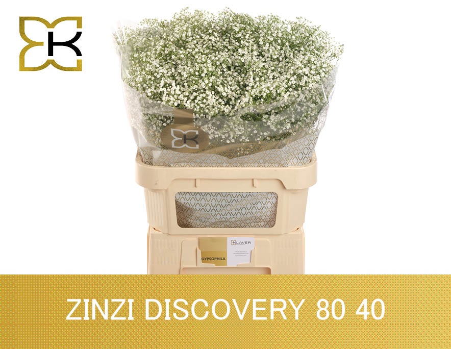 Gyps Pa Zi Discovery