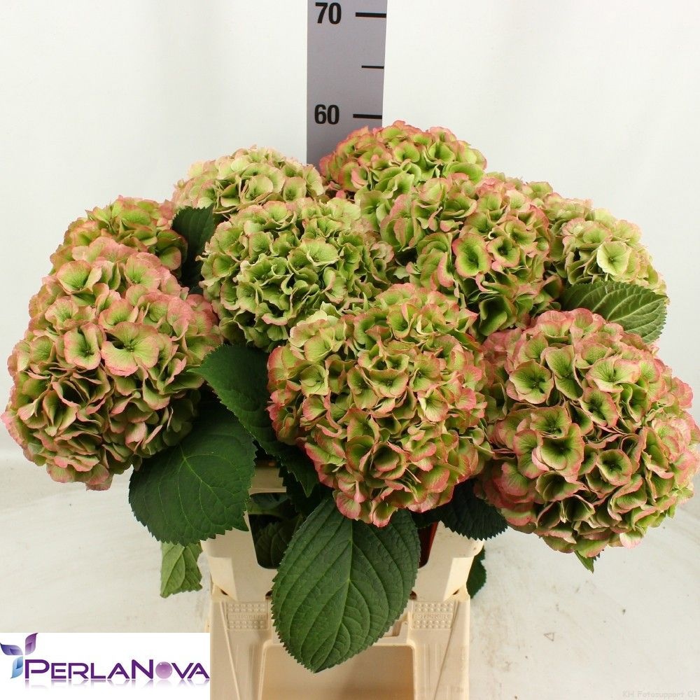 Hydrangea My Heaven Classic 60cm 18Ø