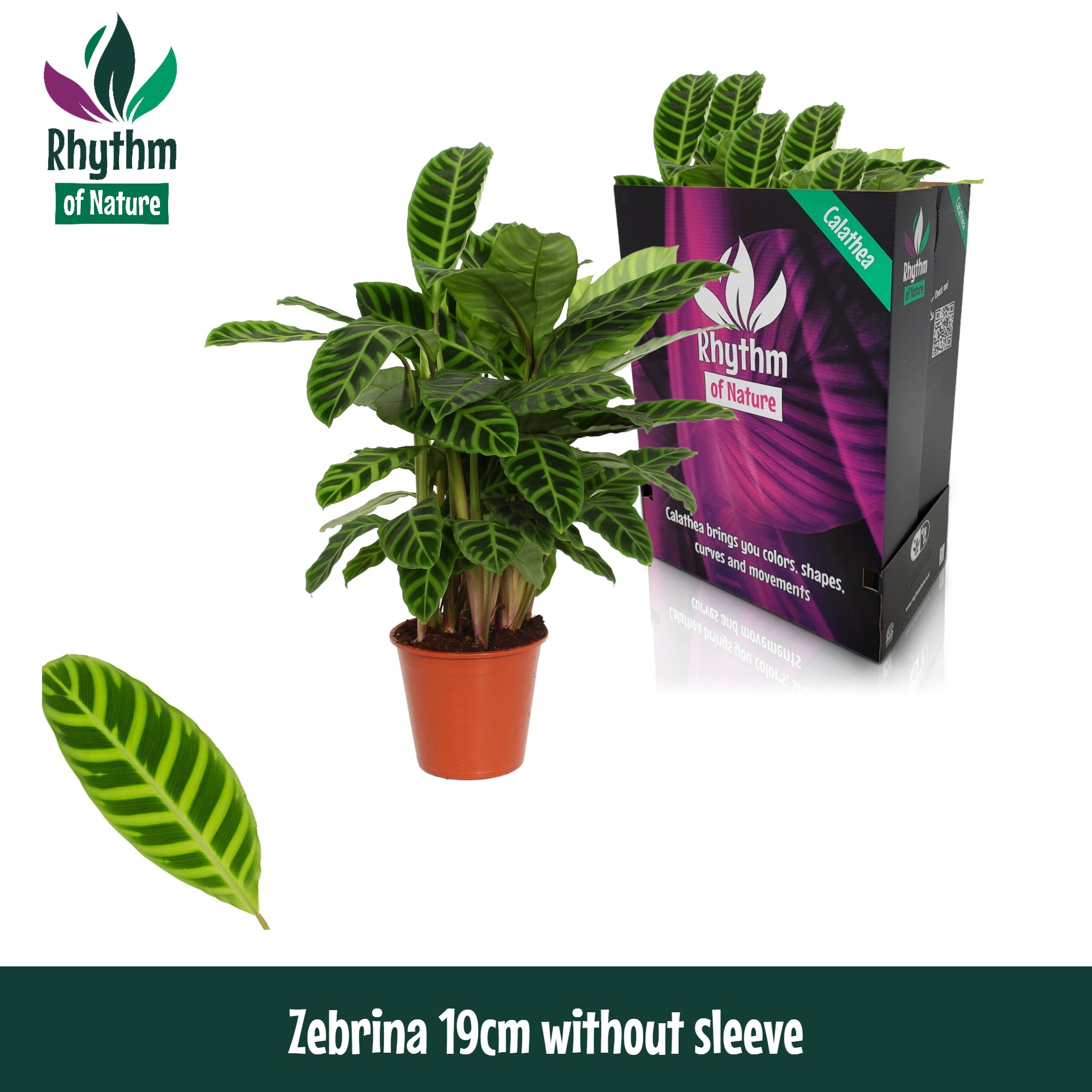 Calathea zebrina Rhythm of Nature etiket | Gardenline