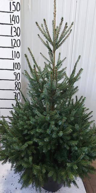 Picea Omorika 30P 150H