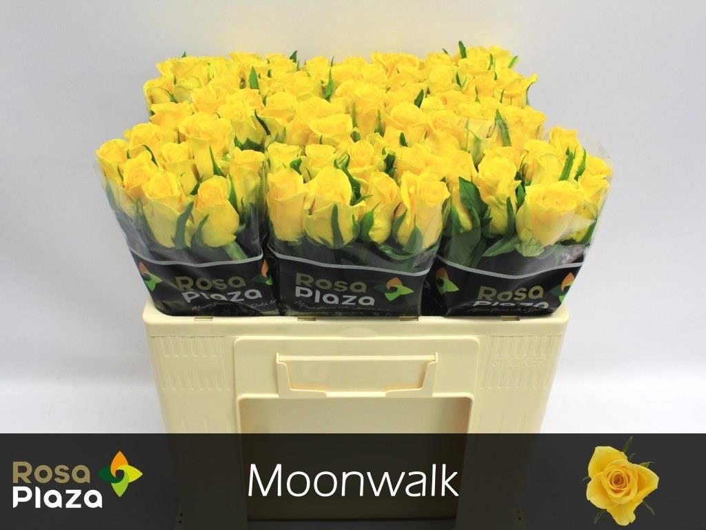 R Gr Moonwalk