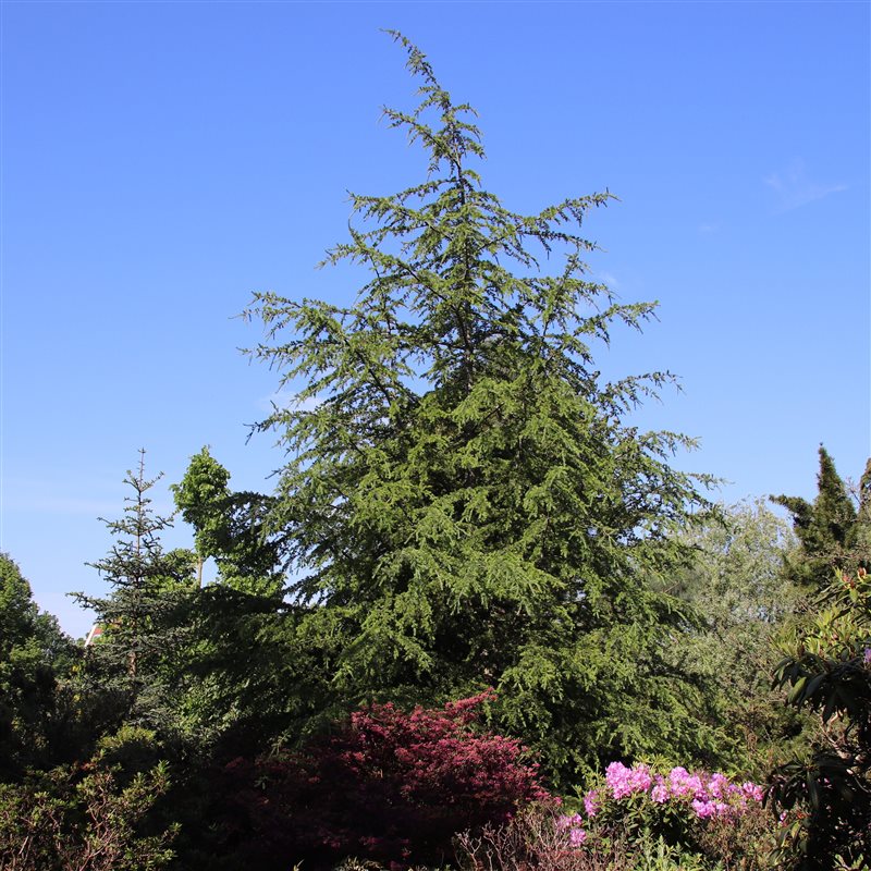 Picture of Cedrus libani